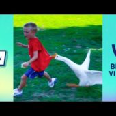 TRY NOT TO LAUGH Funny Videos – Funniest Unexpected Fails Compilation