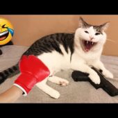 New Funny Videos 2024 😍 Cutest Cats and Dogs 🐱🐶 Part 63